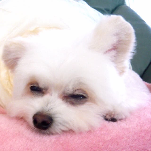 ksyanさんの実例写真
