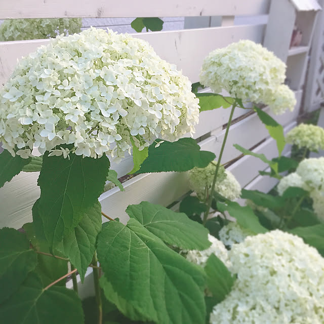 kotoriさんの実例写真