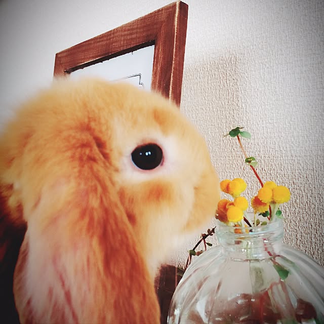 NaoMさんの実例写真