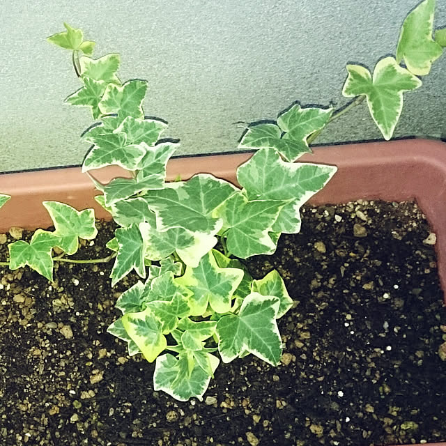 sunflowerさんの実例写真