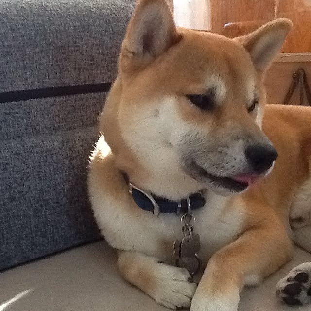 kotaさんの実例写真