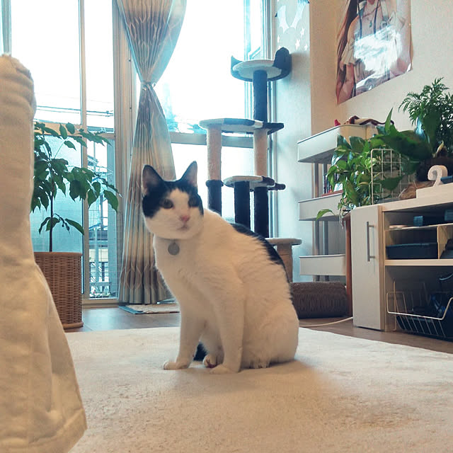 futukoのペティオ (Petio)-キャットタワー 猫タワー 据え置き型 ケージ ゲージ おしゃれ アドメイト Add.Mate 猫のおあそびポール お魚ファミリー ハイタイプ 室内の家具・インテリア写真