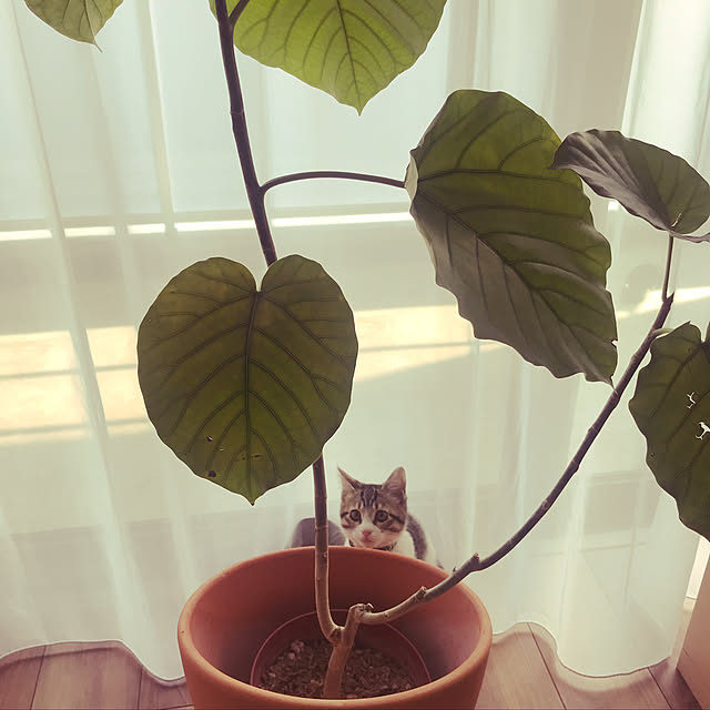 chamaさんの実例写真