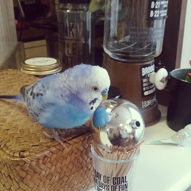 opiopiopiさんの実例写真