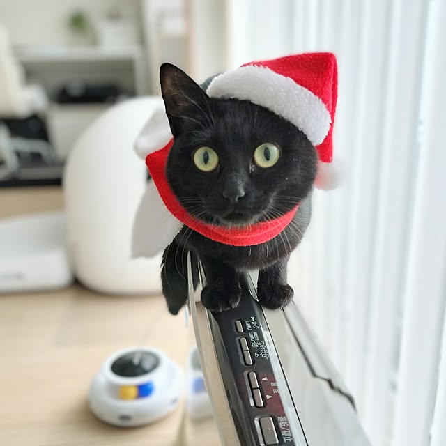 sakuraさんの部屋