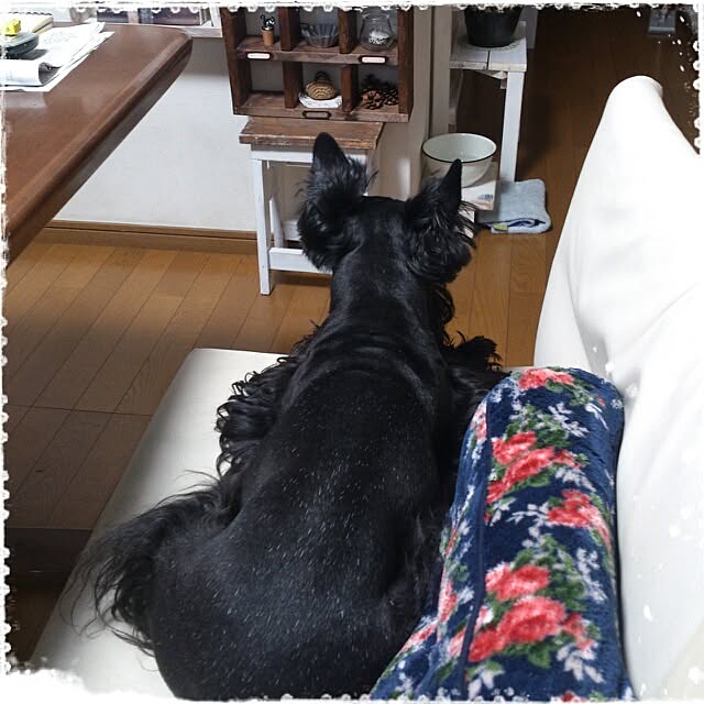 cedarrosemamさんの実例写真