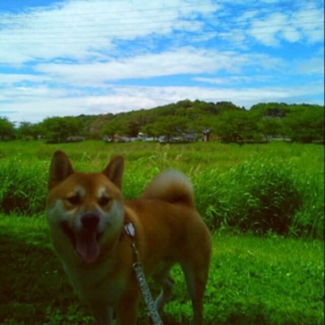 kotaさんの実例写真