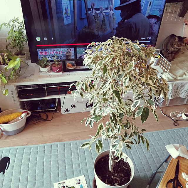futukoさんの実例写真