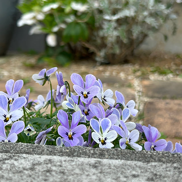 and.__.shuさんの実例写真