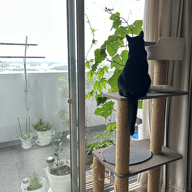 nekomiさんの実例写真