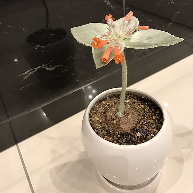 youさんの実例写真