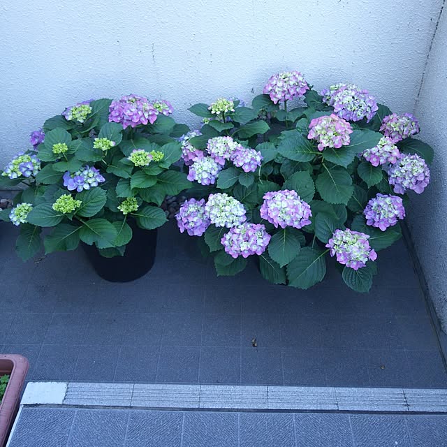 porinさんの実例写真