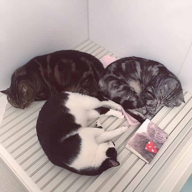 mikomaruさんの実例写真