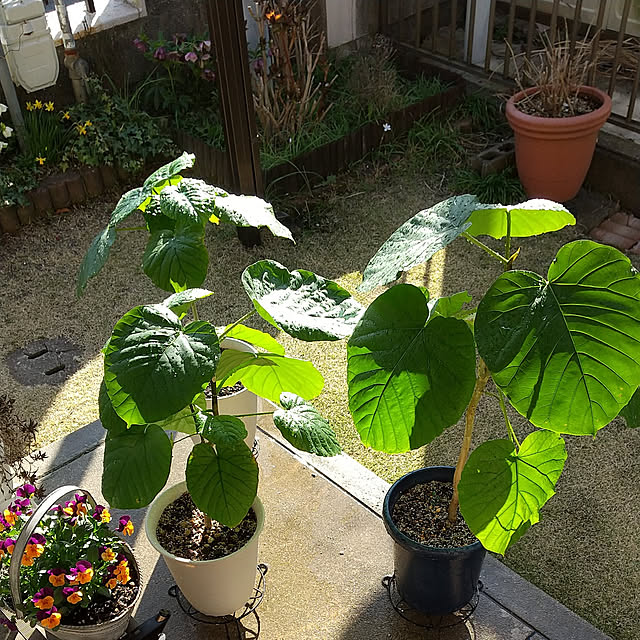 Renさんの実例写真