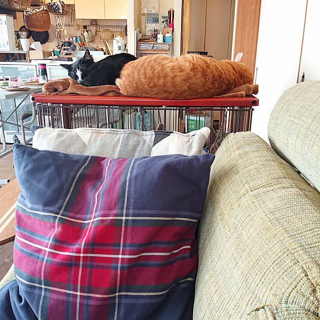 okyosan101さんの実例写真