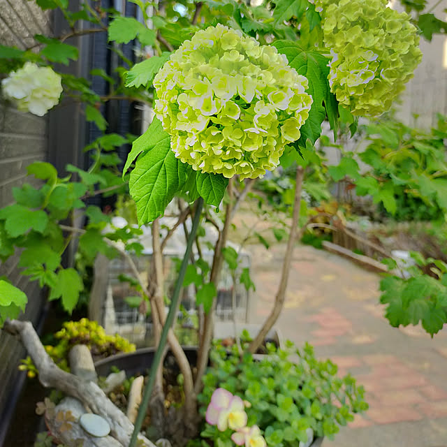 部屋全体/花のある暮らし+..・* ❁/ガーデニング/春爛漫*¨*•.¸¸♪/スノーボールのインテリア実例 - 2022-04-22 16:36:32