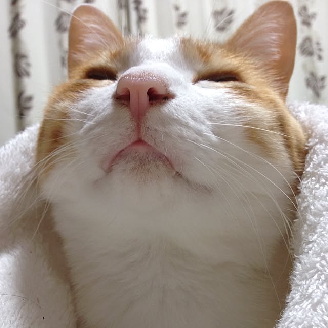 Kinanさんの実例写真
