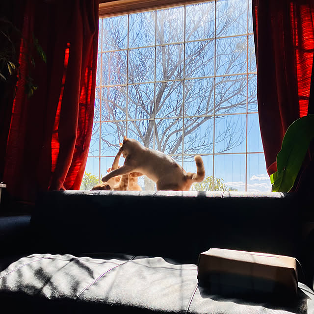 tomorinさんの部屋