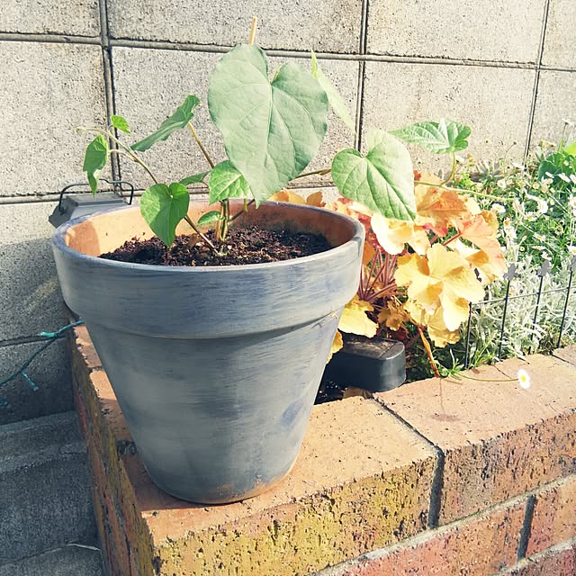 10nco.syuiさんの実例写真