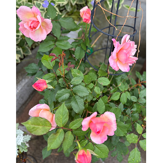CoCo0617さんの実例写真