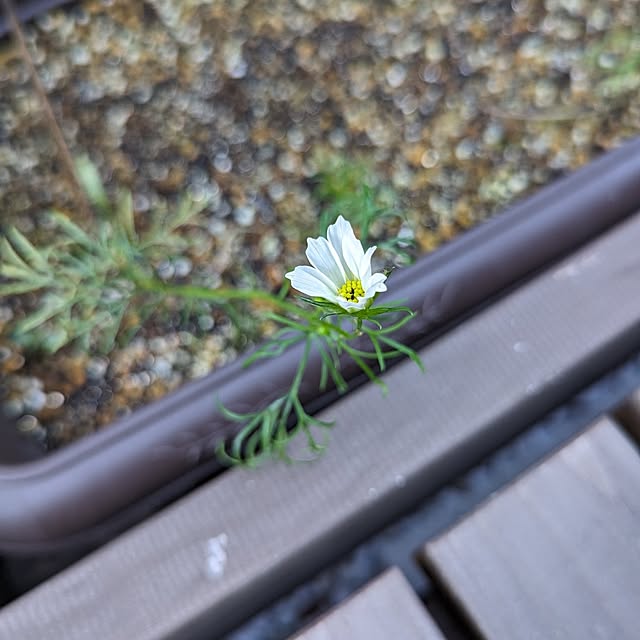 Kaoriさんの実例写真