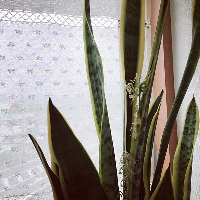 Yuumiさんの実例写真