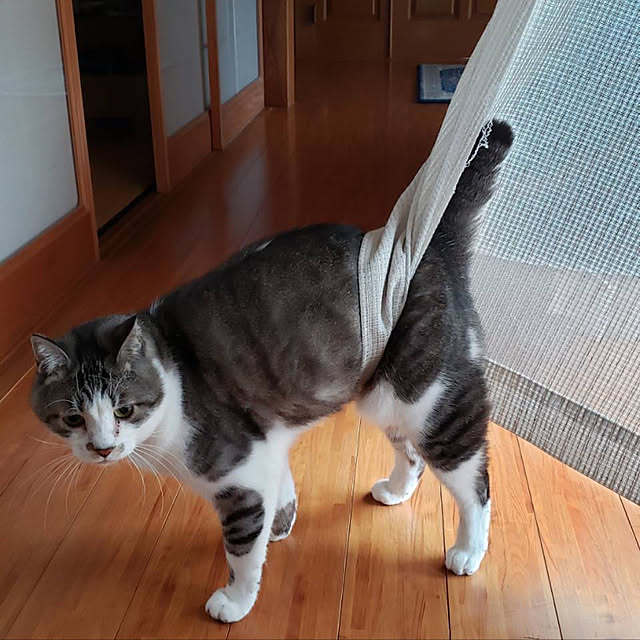 実例写真