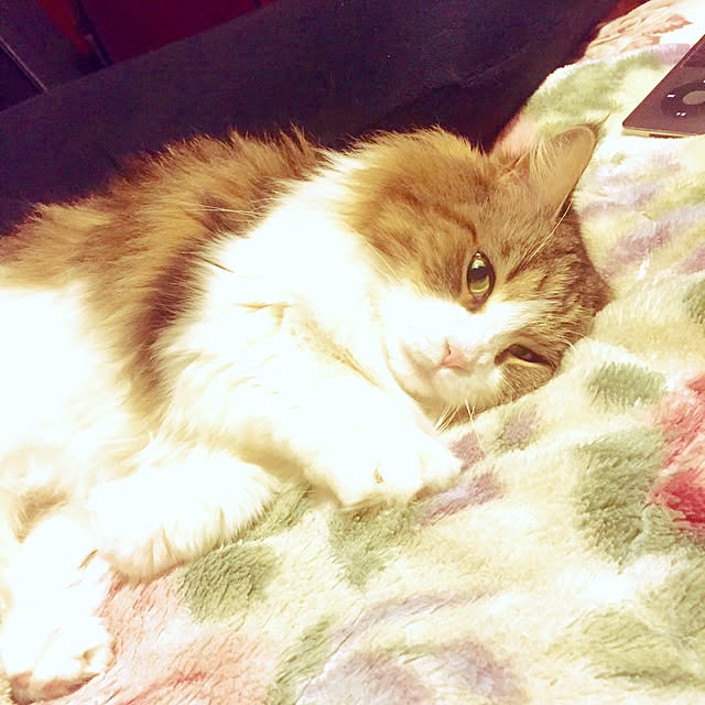 ベッド周り/ねこ/Apple製品/DIY/ハンドメイドのインテリア実例 - 2015-04-09 23:45:29