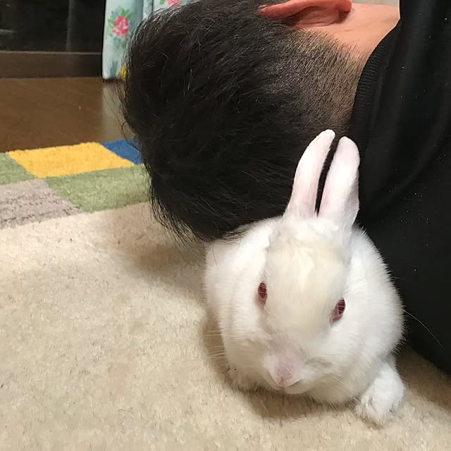 pepeさんの実例写真