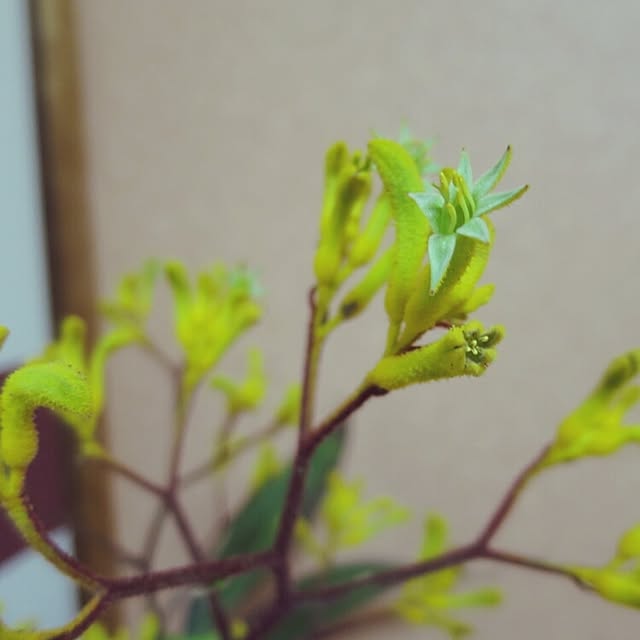 ericomaさんの実例写真