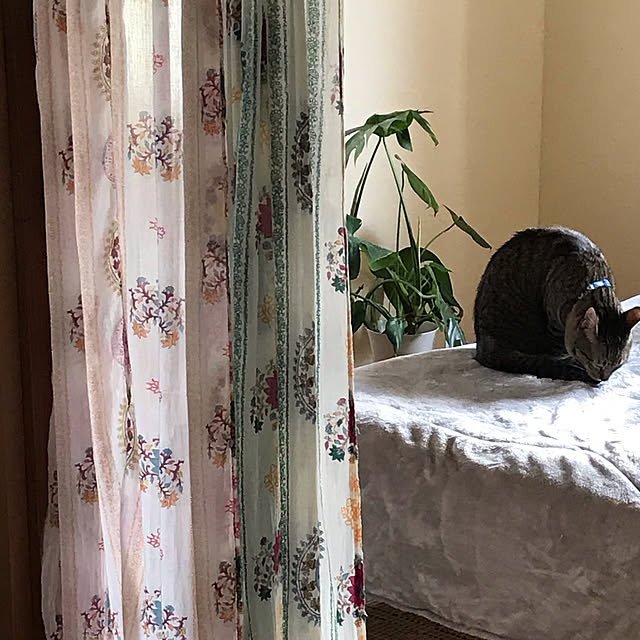 mikan161さんの実例写真