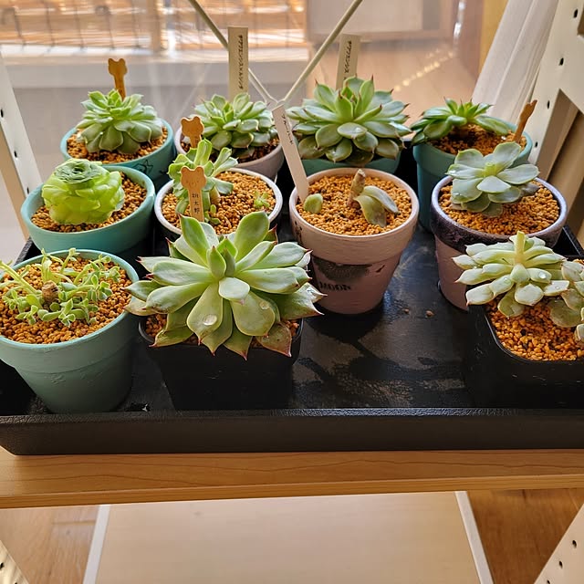 akimameさんの部屋
