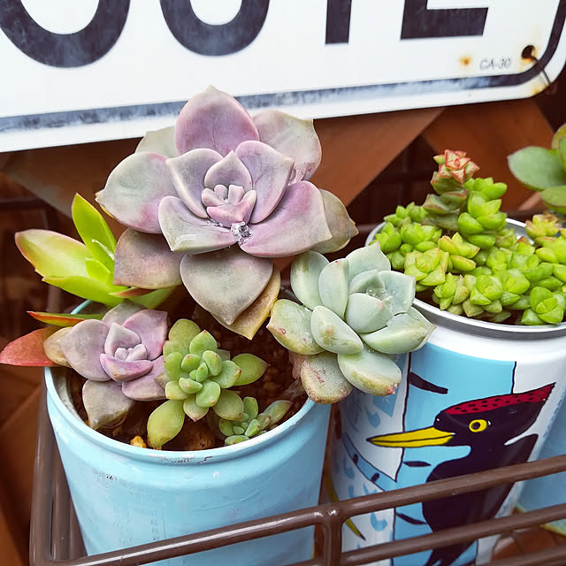VERANDARJUNの-多肉植物 irzコチレドン ペンデンス 多肉植物 9cmポットの家具・インテリア写真