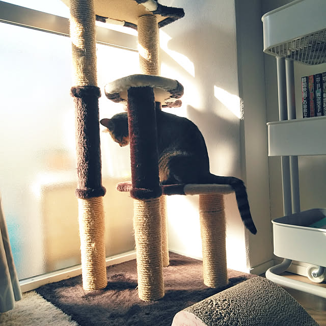 futukoのペティオ (Petio)-キャットタワー 猫タワー 据え置き型 ケージ ゲージ おしゃれ アドメイト Add.Mate 猫のおあそびポール お魚ファミリー ハイタイプ 室内の家具・インテリア写真