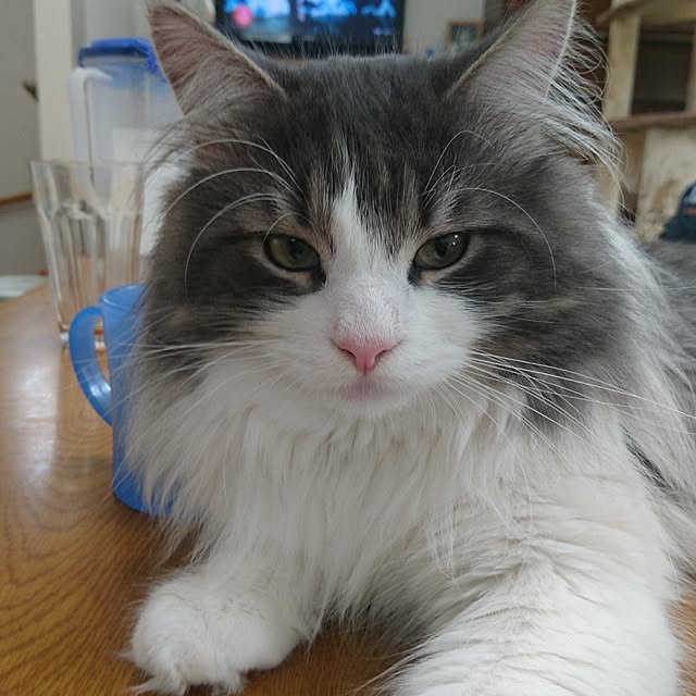 shinobuさんの実例写真