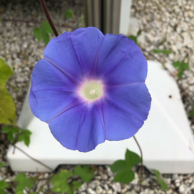 ayanyanさんの実例写真