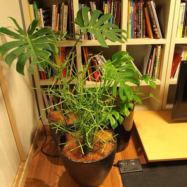 plantさんの実例写真