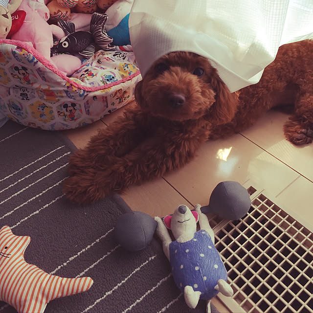 chloeさんの実例写真