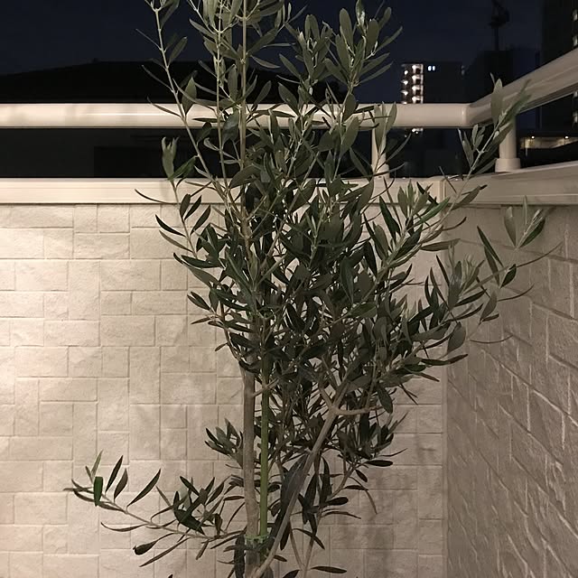 da-shaさんの実例写真