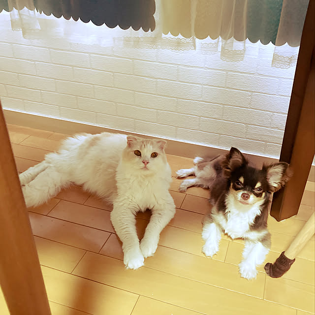 mofuchiさんの実例写真