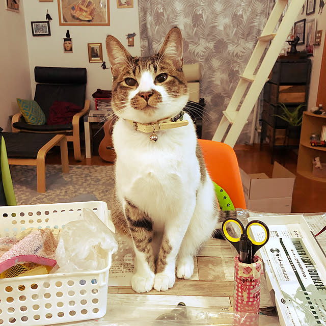 jijiさんの実例写真