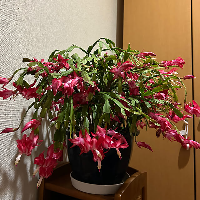 fumikoiさんの部屋