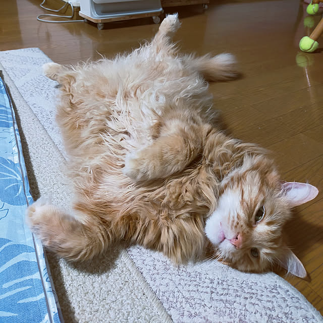 leon.cat172さんの実例写真