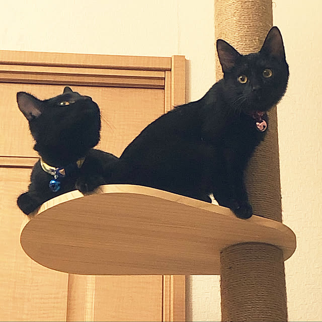 ayutaxさんの実例写真