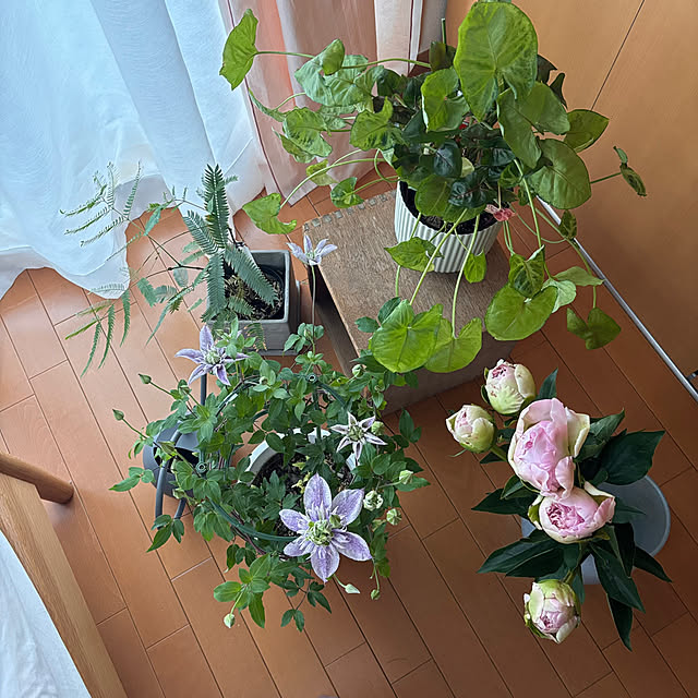 sanhonbiwaさんの実例写真