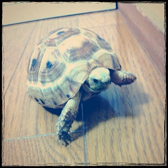 majoさんの実例写真