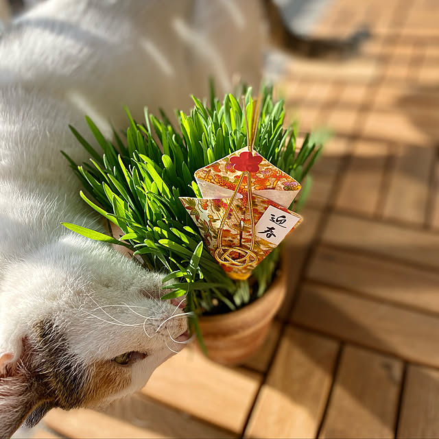petitlapineさんの実例写真