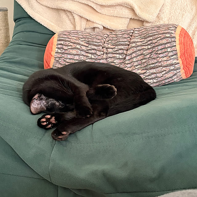 makiさんの実例写真