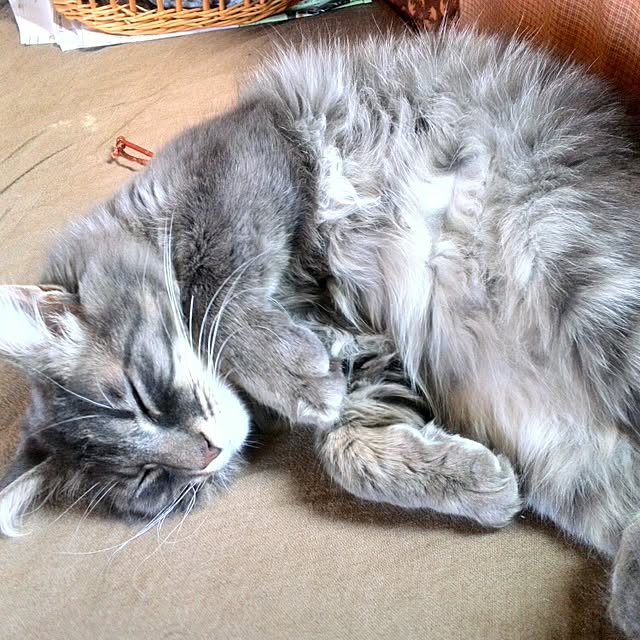 ayuさんの実例写真