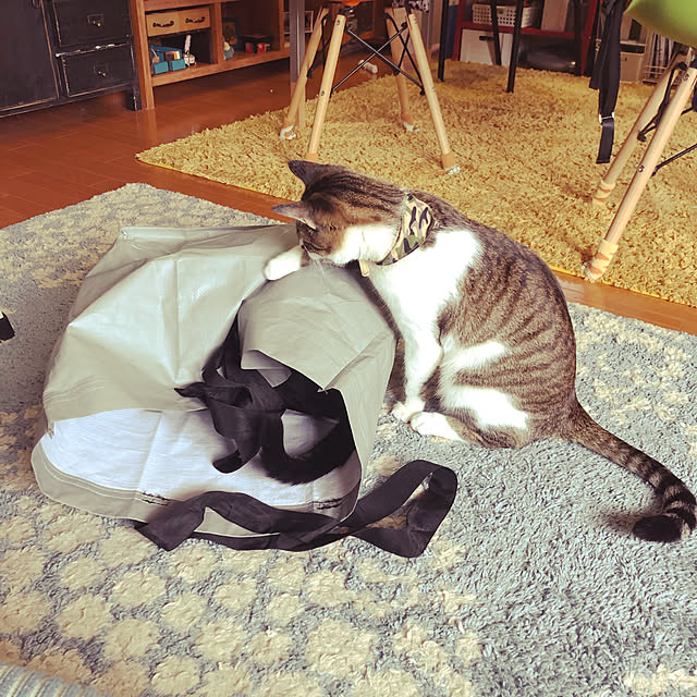 jijiさんの実例写真